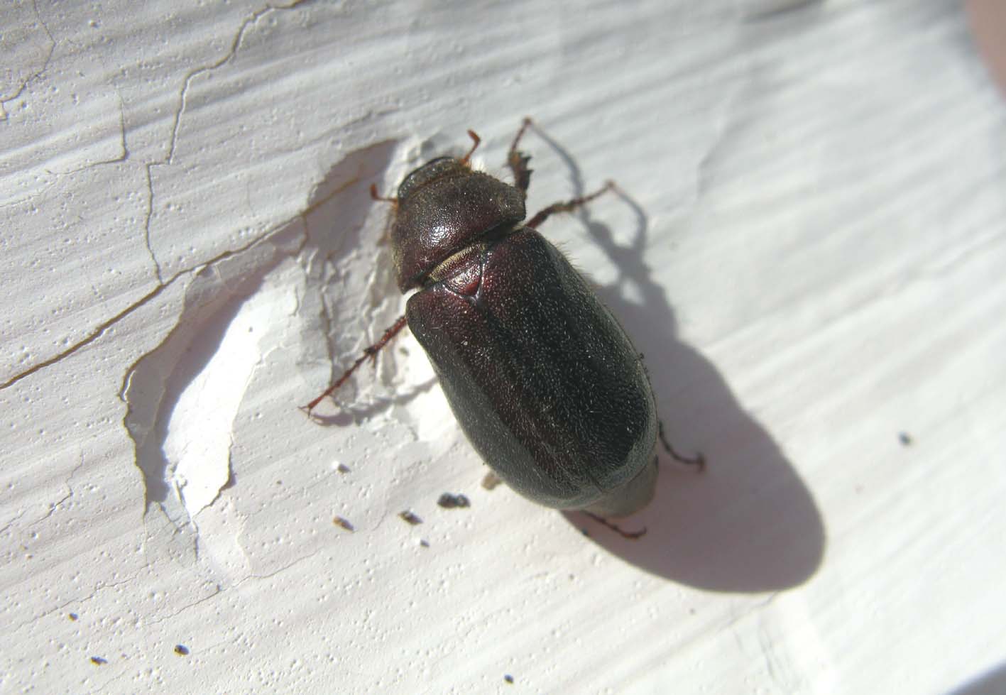 coleottero da identificare - Aplidia transversa